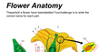 Flower Anatomy