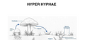 HYPER HYPHAE