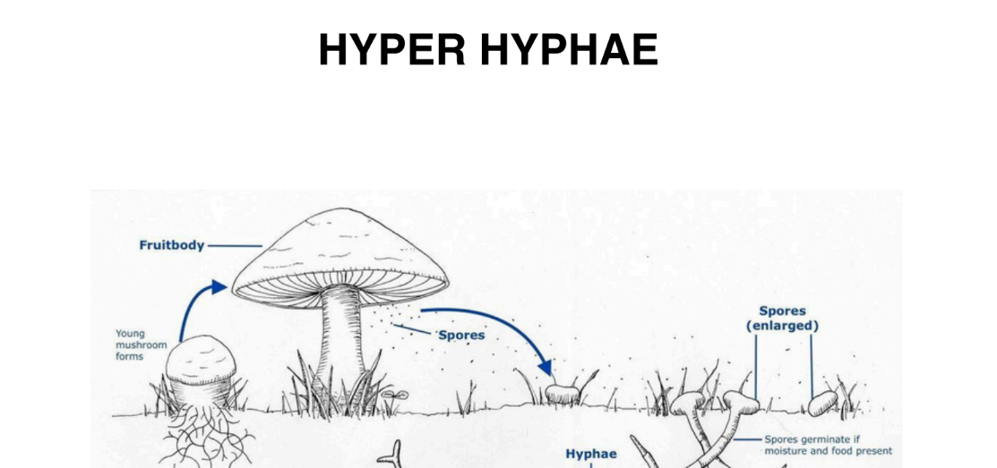 HYPER HYPHAE